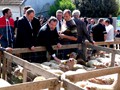 Foirail Molles  2