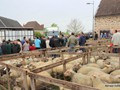 le foirail 