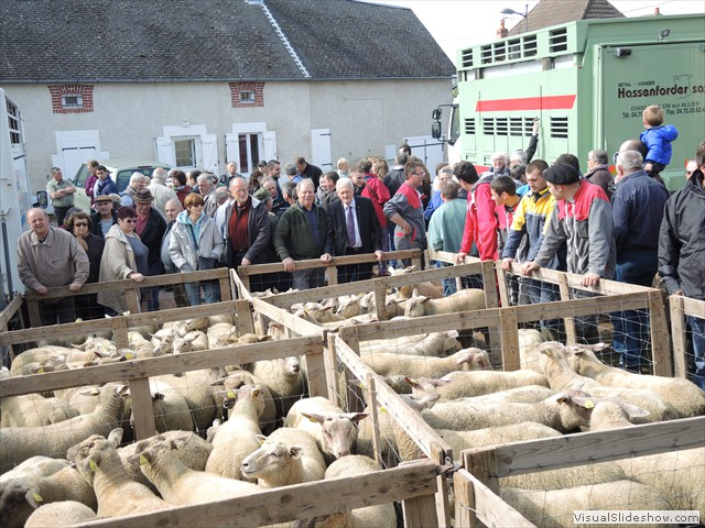 Une vue du foirail 