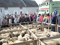 Une vue du foirail 