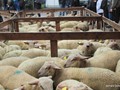 les plus beaux agneaux de la région