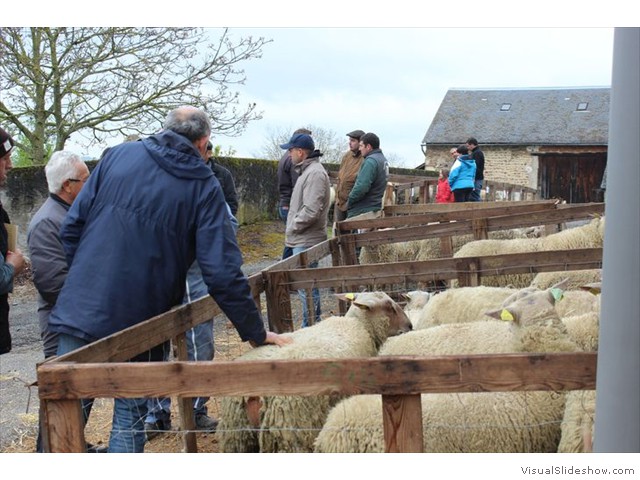 le jury des moutons en action