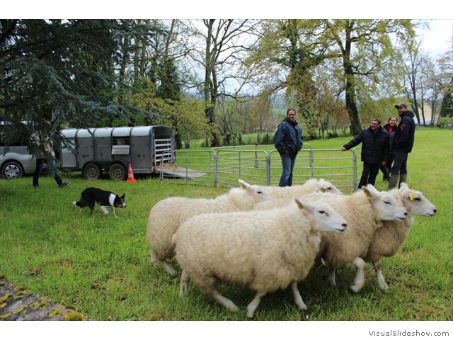 le chien et les bebis