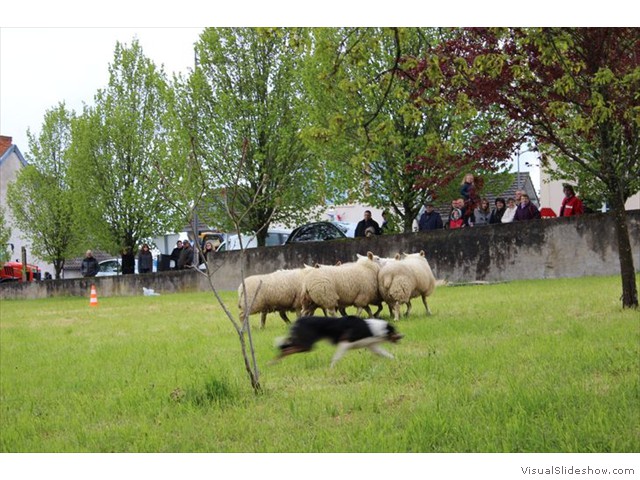 le chien, l'ami de l'homme, mais des brebis?..