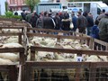 les visiteurs autour des lots d'agneaux