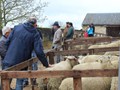 le jury des moutons en action