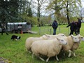 le chien et les bebis