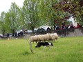 le chien, l'ami de l'homme, mais des brebis?..