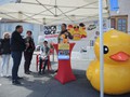 Des ovins, mais des canards aussi...